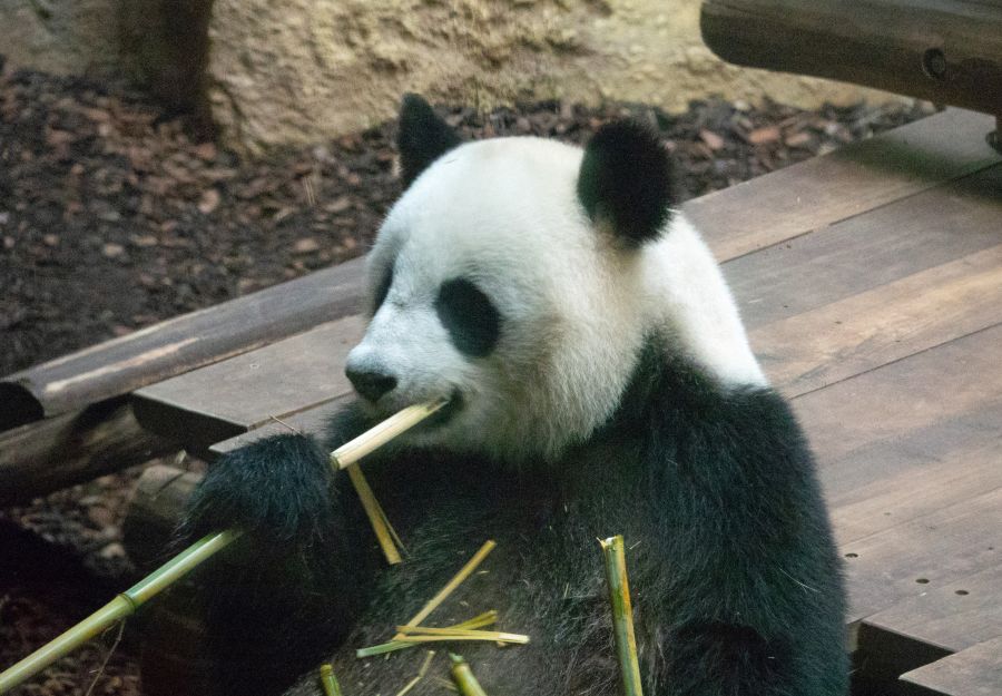 Anigaido recommande ! le zooparc de beauval (41) - Image 2