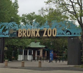 UN TIGRE DU ZOO DU BRONX TESTE POSITIF AU COVID-19