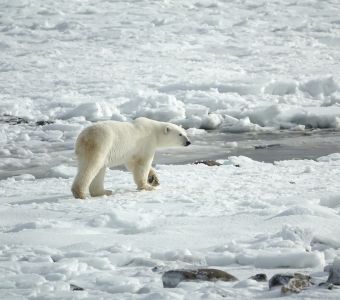 COMMENT LES ESPECES SE DEPLACENT POUR S’ADAPTER AU CHANGEMENT CLIMATIQUE