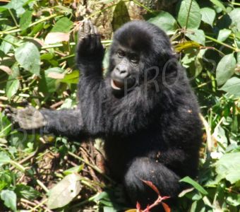 EN RD CONGO, DES BOULES D'ARGILE POUR SAUVER LES GORILLES