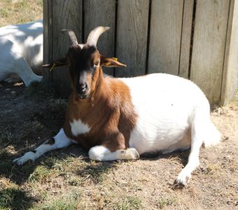 FERMETURE TEMPORAIRE DU PARC ANIMALIER FRIEDEL A ILLKIRCH DEPUIS LE 17 SEPTEMBRE 2024