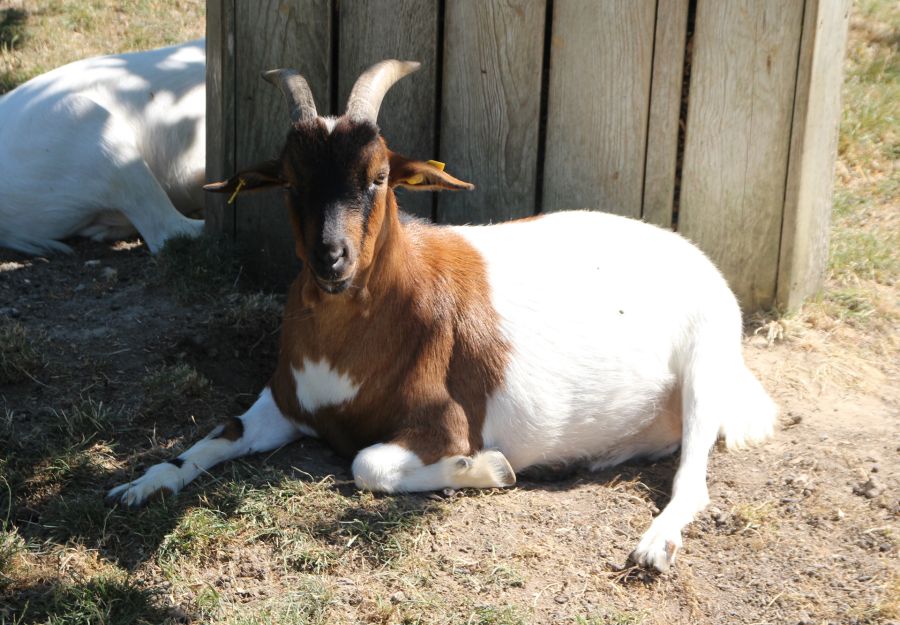 Fievre catharrale ovine : fermeture du parc animalier fr ... - Image 2