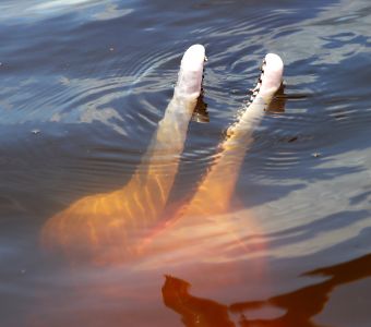 NOUVEL ARTICLE POUR DECOUVRIR LES MYSTERIEUX DAUPHINS D'EAU DOUCE