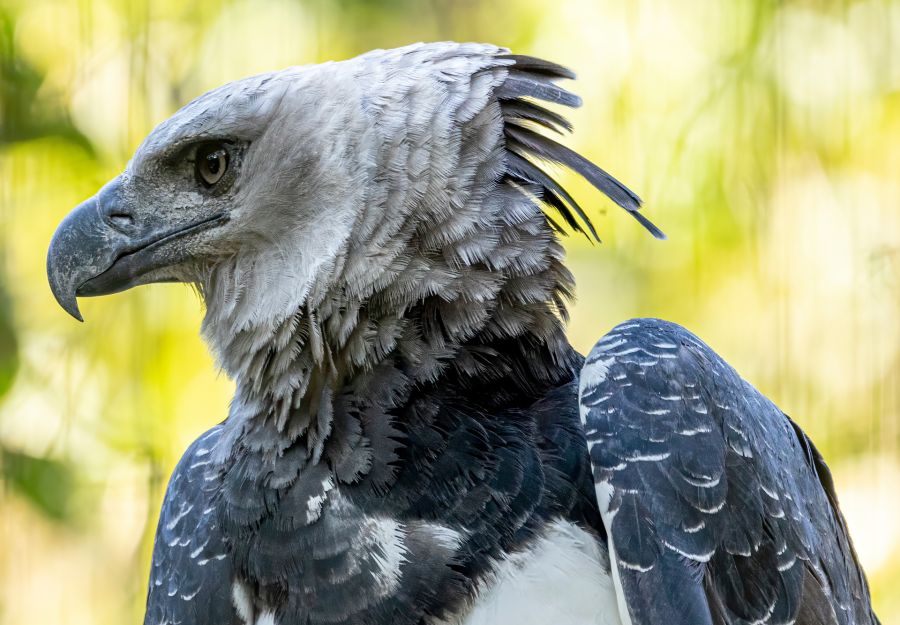 Les animaux les plus incroyables d'amazonie ! - Image 2