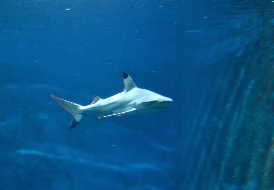 Tout Savoir Sur Les Requins Especes En Danger