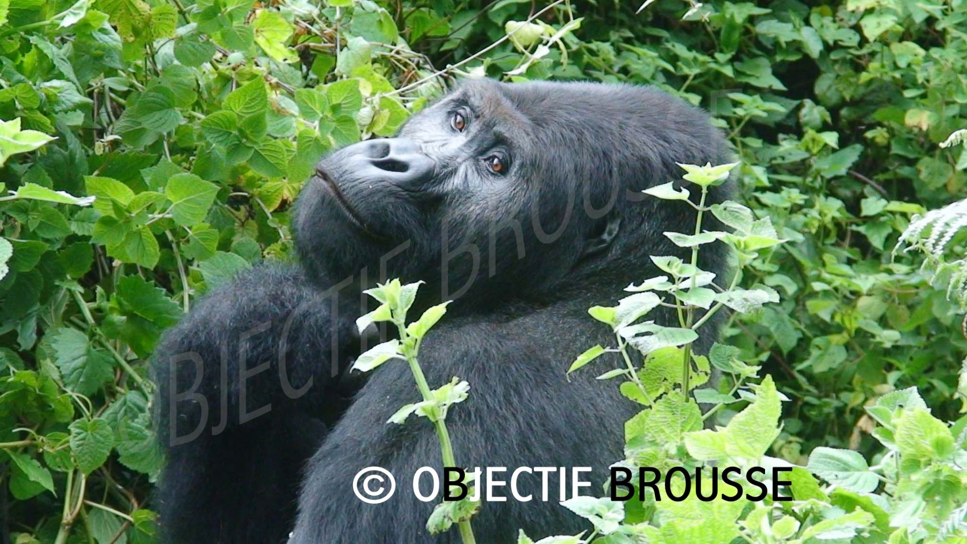 Faune sauvage et protection de la biodiversité en RDC : gorilles de  montagne, okapis, bonobos, rhino blanc du nord