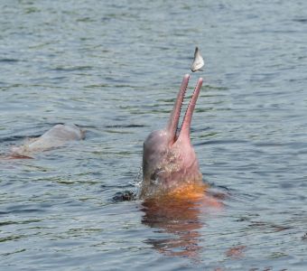 LES DAUPHINS D'EAU DOUCE