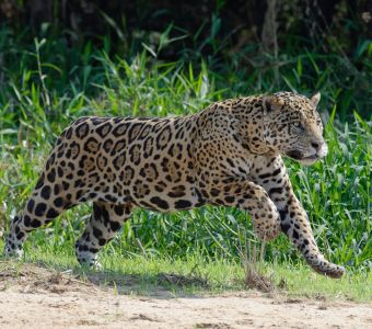 L'AMAZONIE : SA BIODIVERSITE ET LE TOP 10 DE SES ANIMAUX LES PLUS FASCINANTS