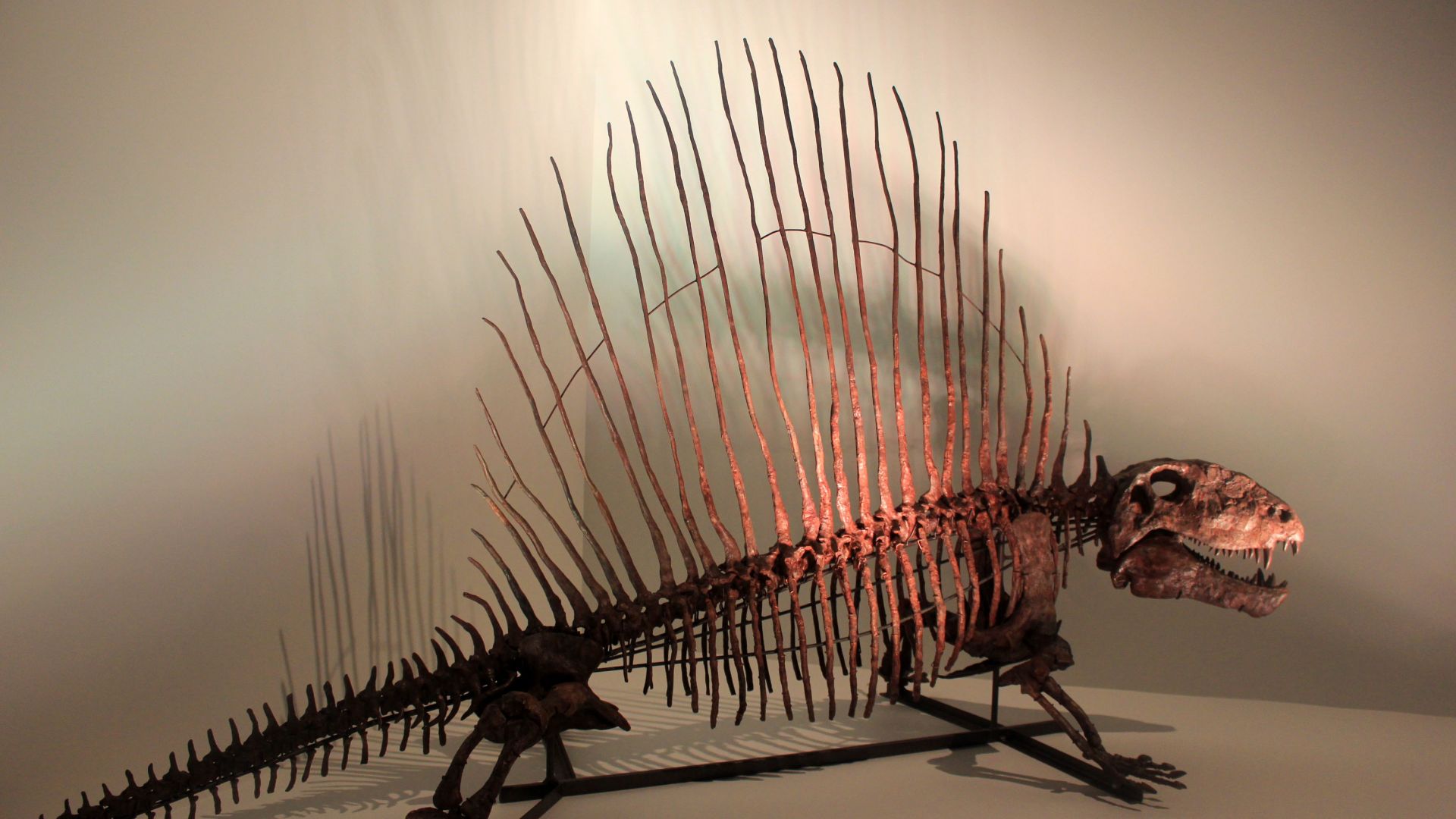 11 idées de Dinausore  dinausore, dinosaure, animaux préhistoriques