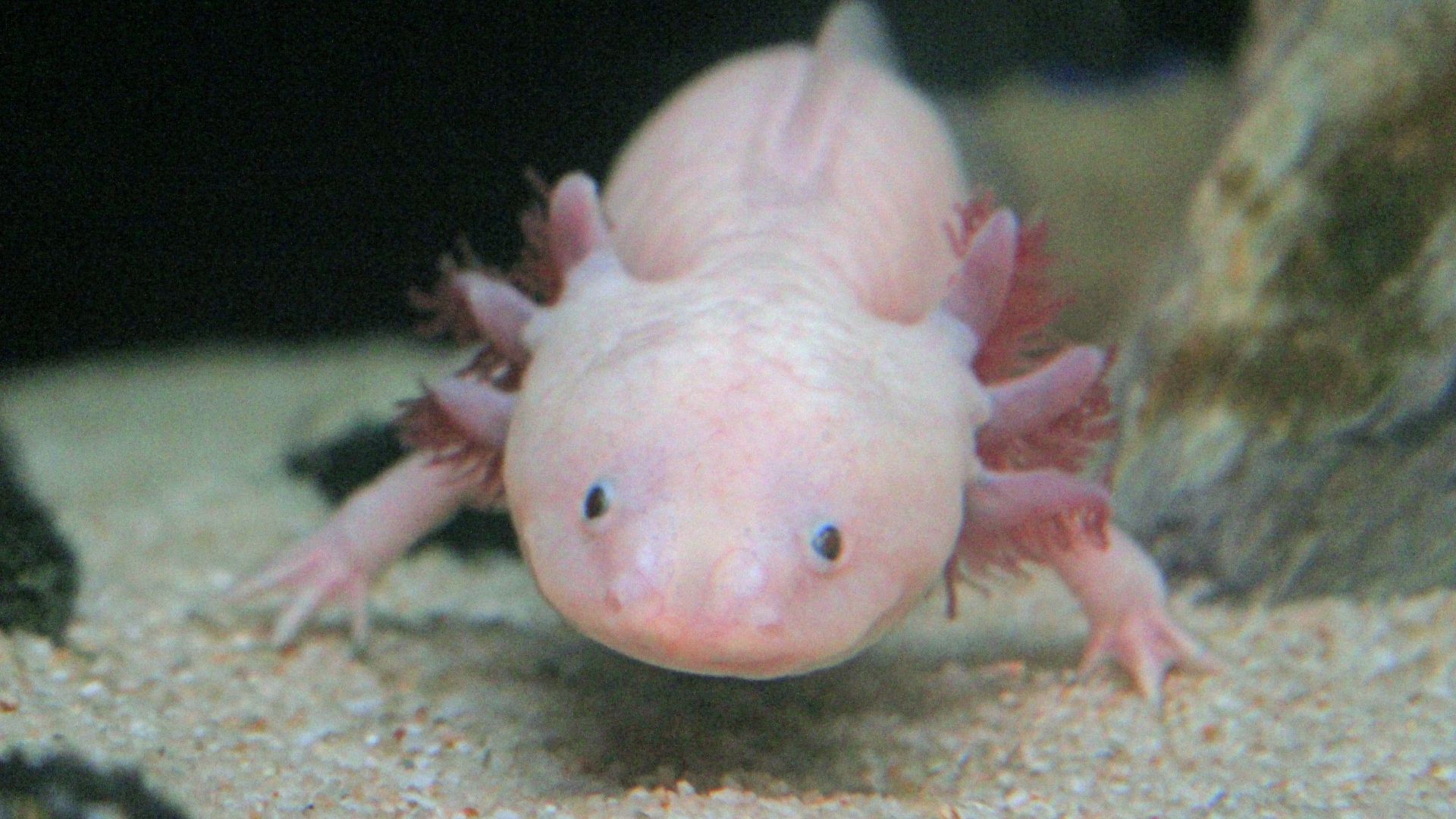 L'axolotl