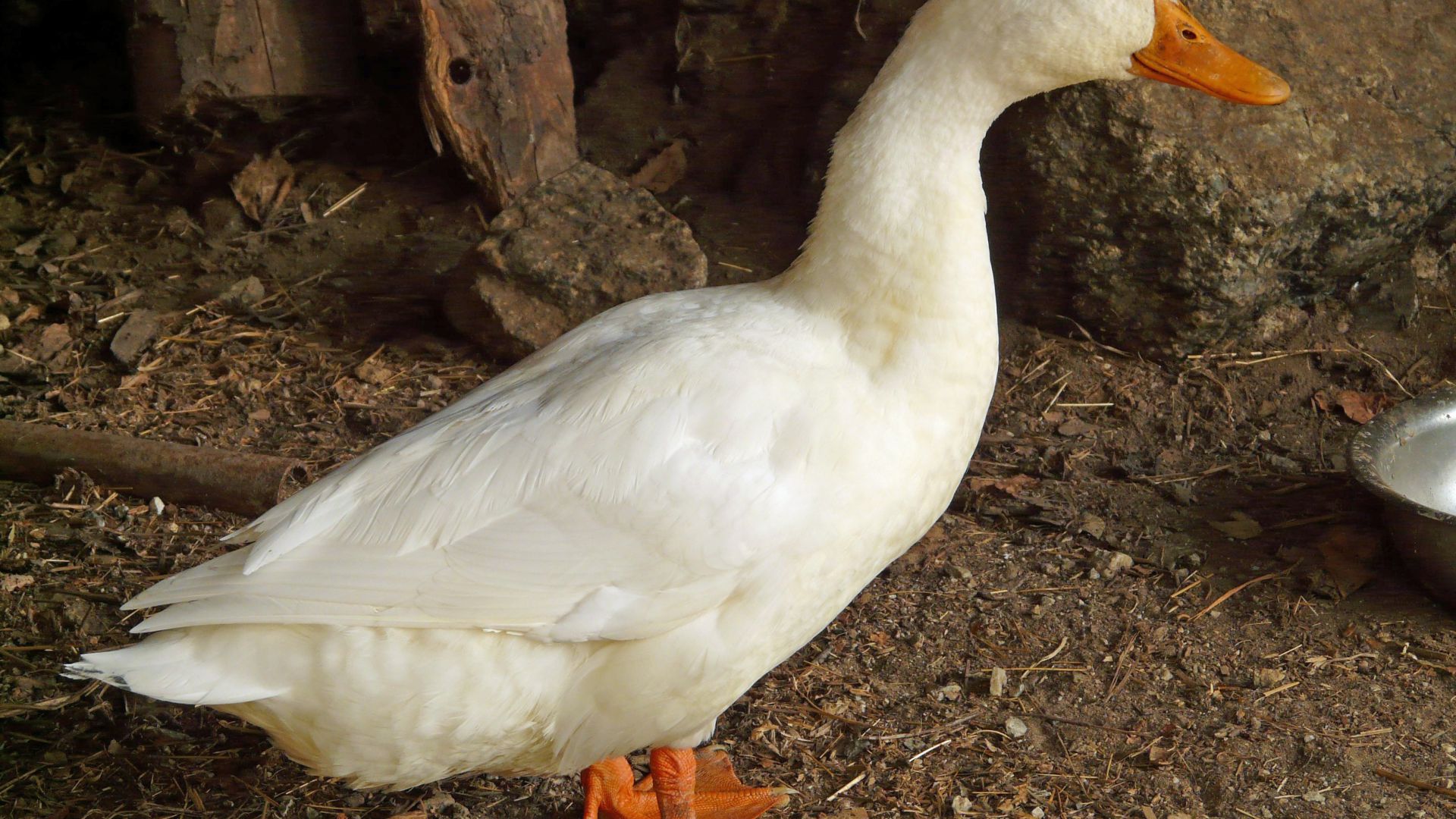 Canard colvert : taille, description, biotope, habitat, reproduction