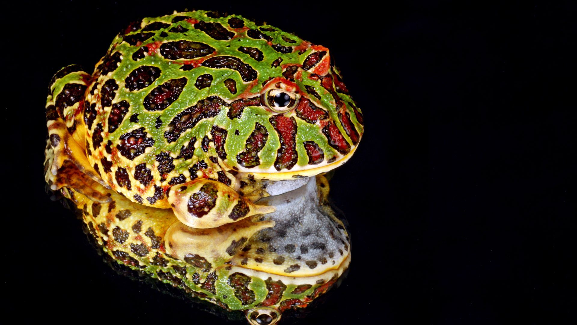 Tout savoir sur la grenouille verte : oeuf, bébé, reproduction, cri,  nourriture