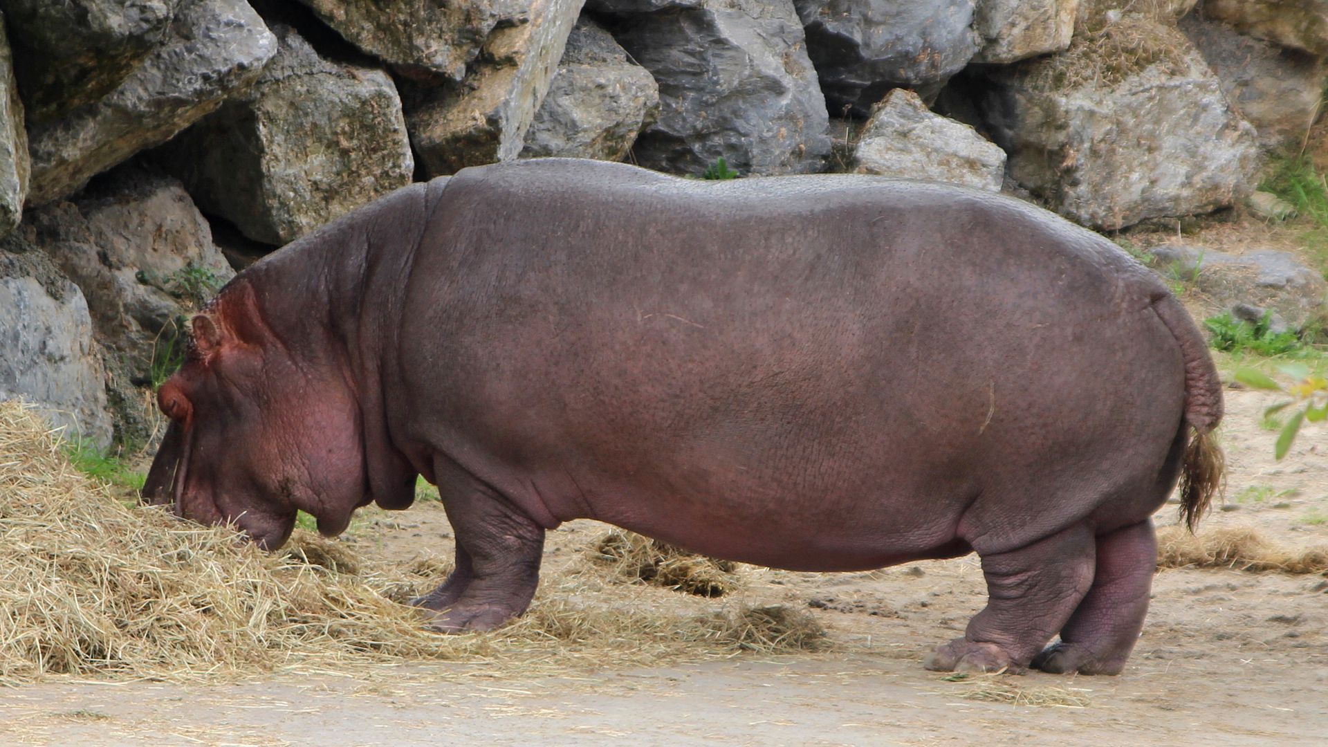 https://www.anigaido.com/media/zoo_animaux/101-200/134/hippopotame-amphibie-hippopotame-commun-hippopotamus-amphibius2-xl.jpg