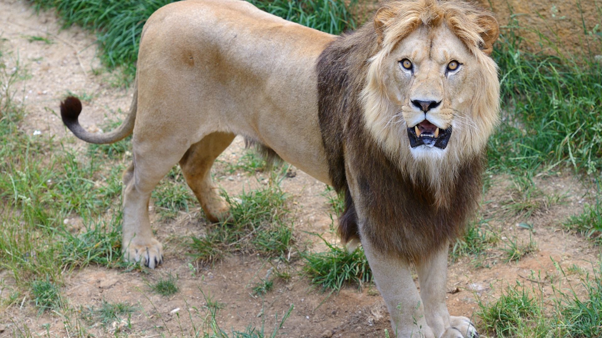 Lion, Characteristics, Habitat, & Facts