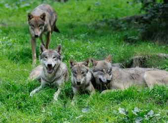 Chien Loup Renard Quest Ce Quun Canidé