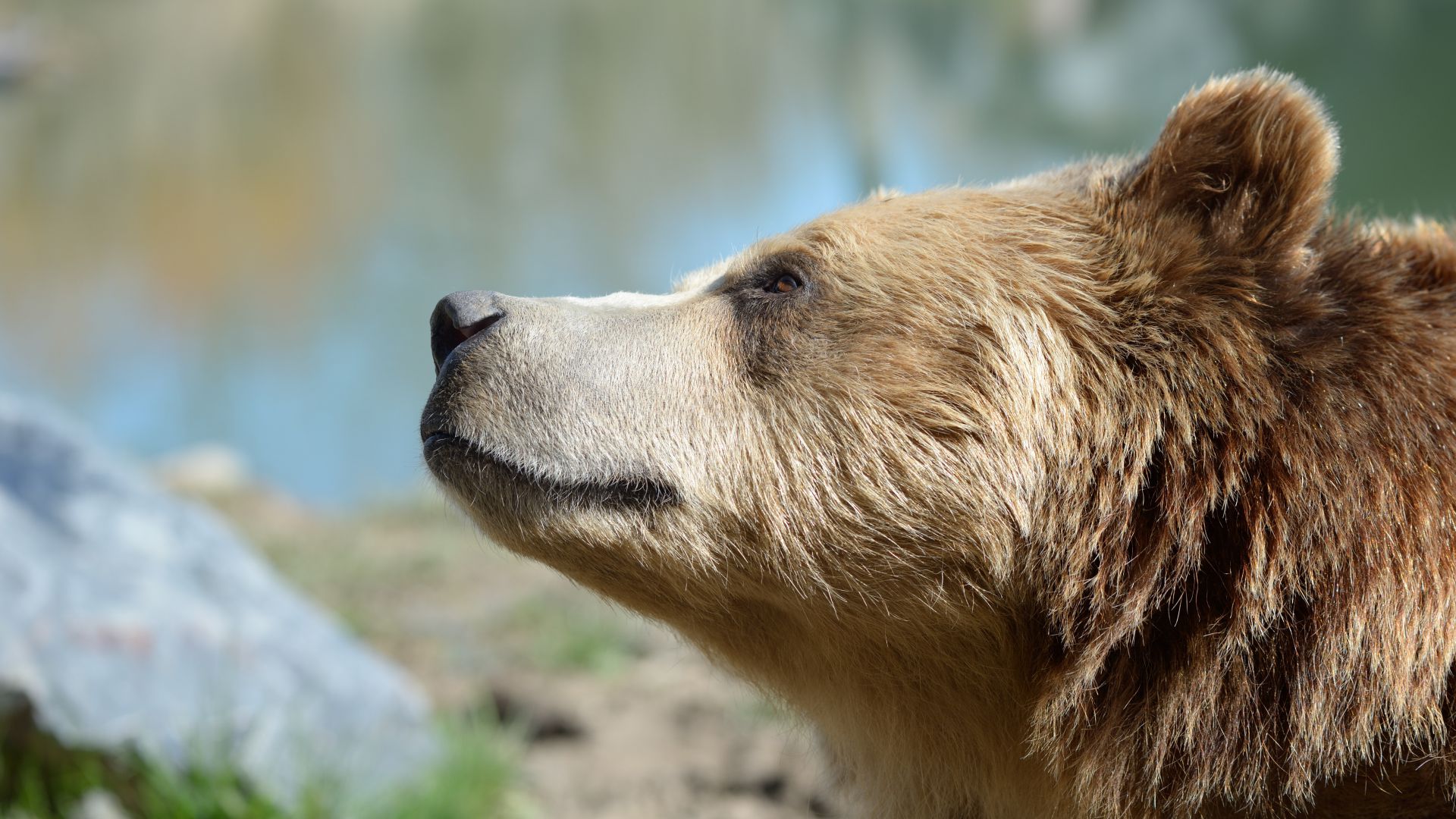 Protéger l'ours brun d'Europe