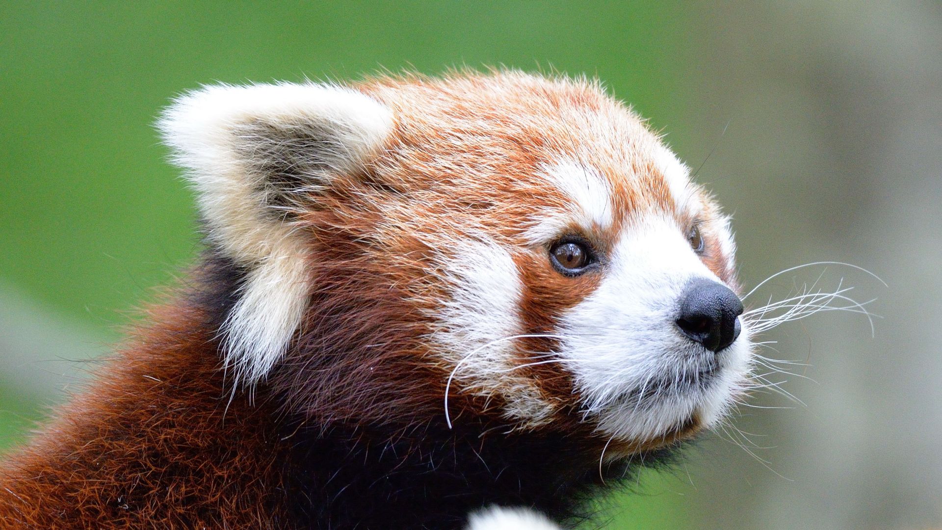 Panda Roux Taille Description Biotope Habitat Reproduction