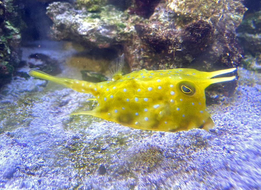 poisson-vache à longues cornes Lactoria cornuta