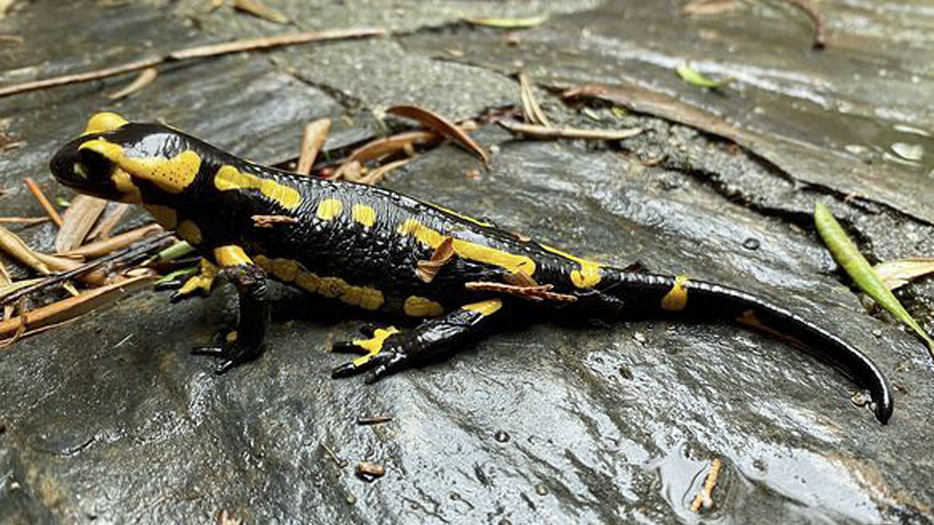 Salamandre tachetee : taille, description, biotope, habitat