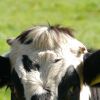 Vache : taille, description, biotope, habitat, reproduction