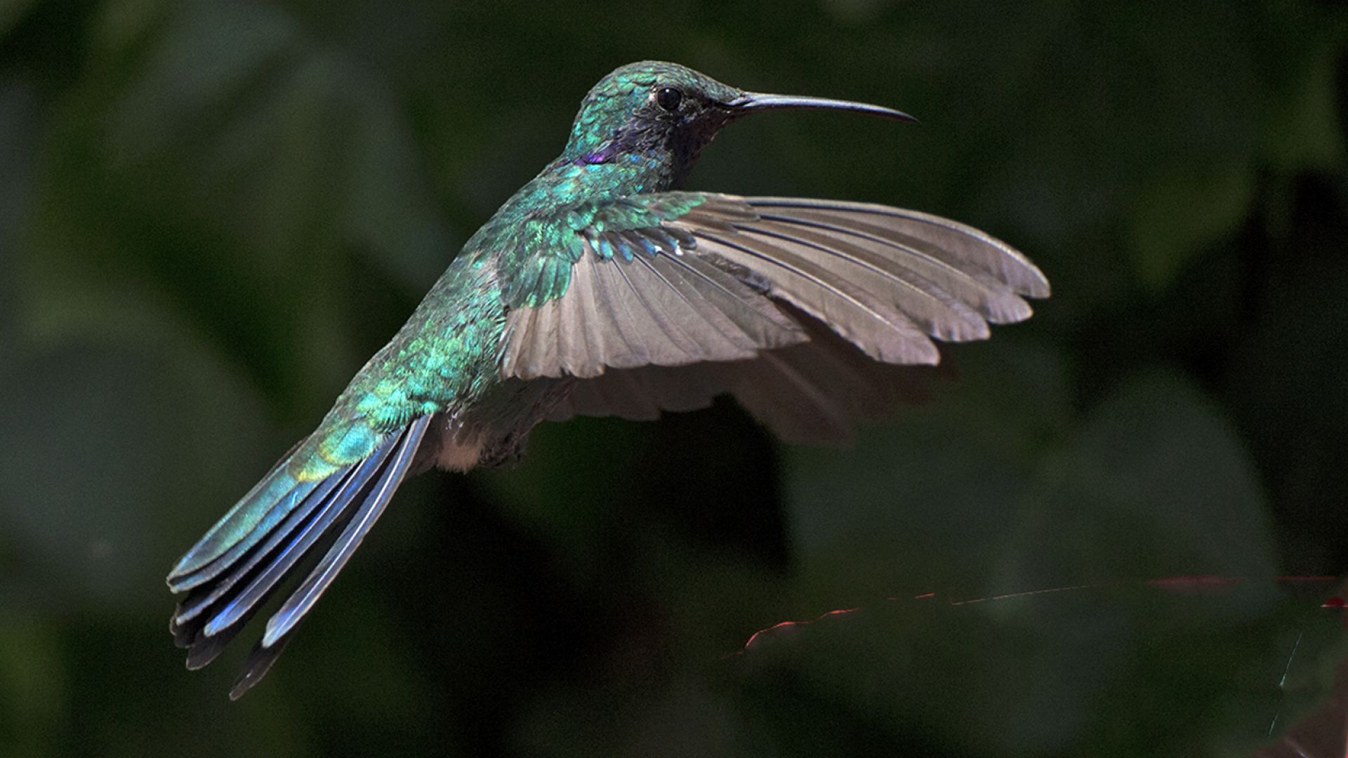 Découverte des folles techniques du vol du colibri - Le Matin