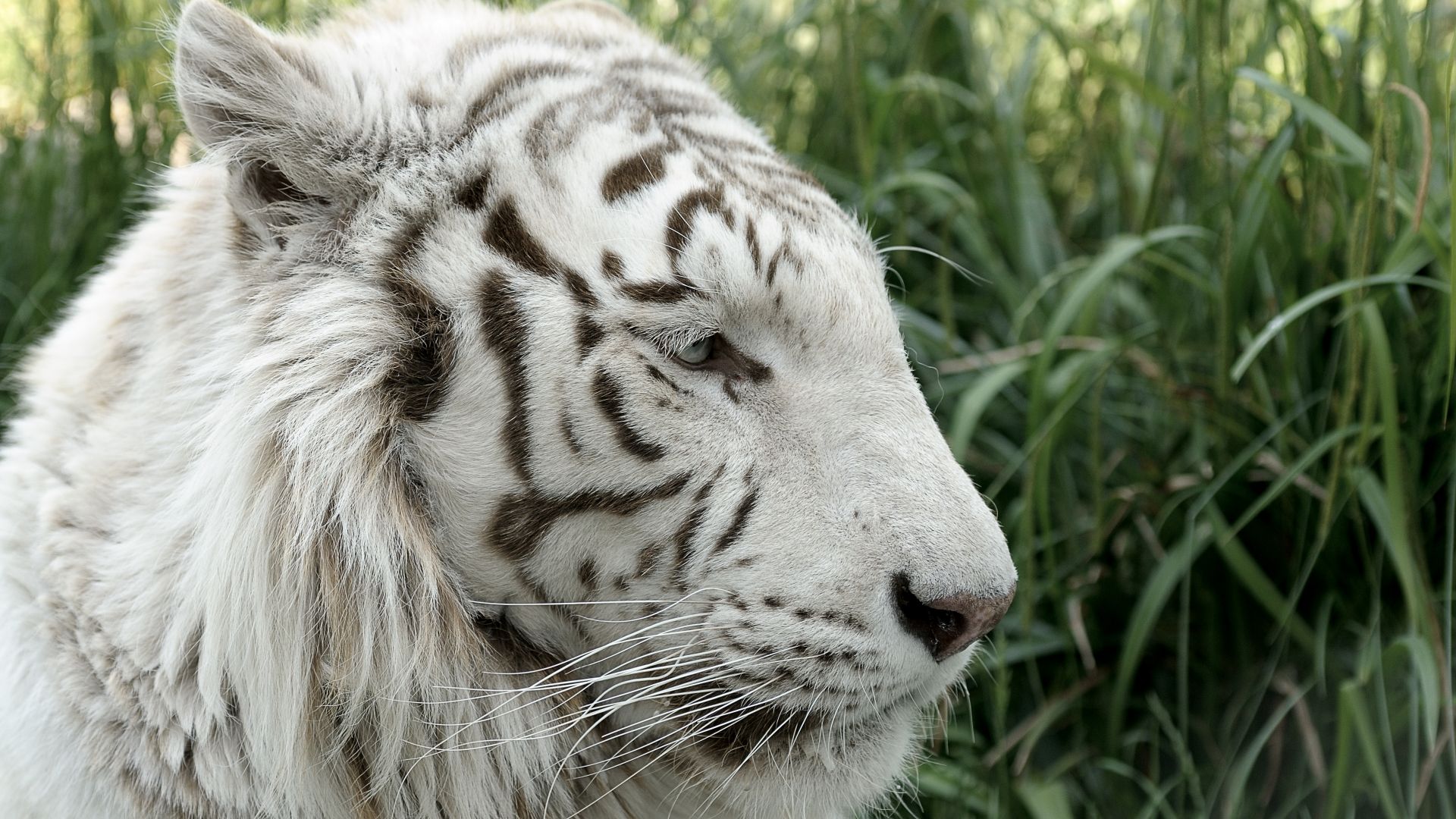 Tigre blanc : taille, description, biotope, habitat, reproduction