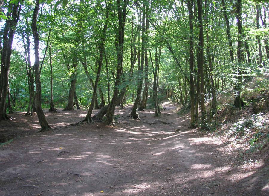 Photo de la Forêt de Brocéliande, Suzelfe - Wikimedia Commons - CC BY-SA 3-0