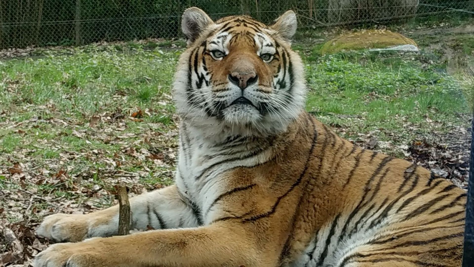  Tigre  taille  description biotope habitat reproduction