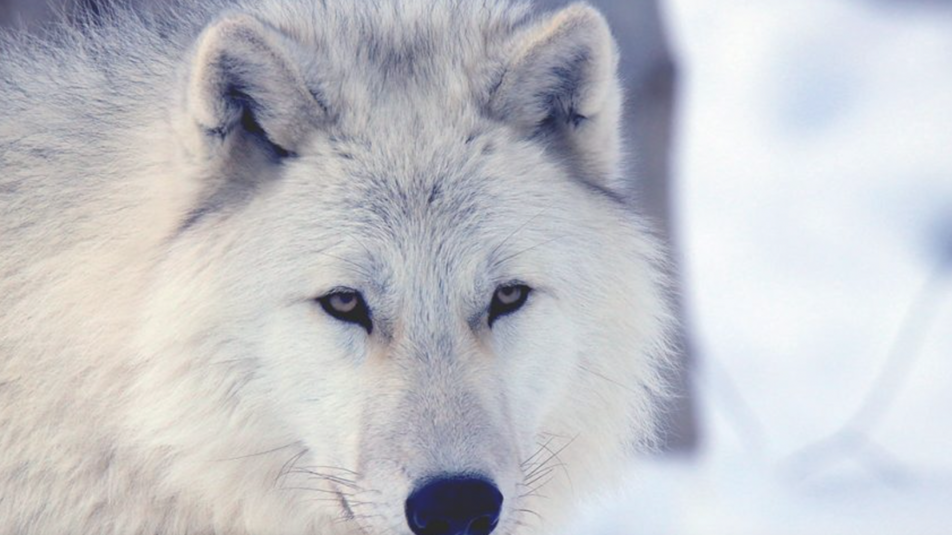 Loup Arctique Taille Description Biotope Habitat Reproduction